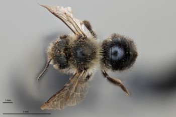 Media type: image;   Entomology 795025 Aspect: habitus dorsal view